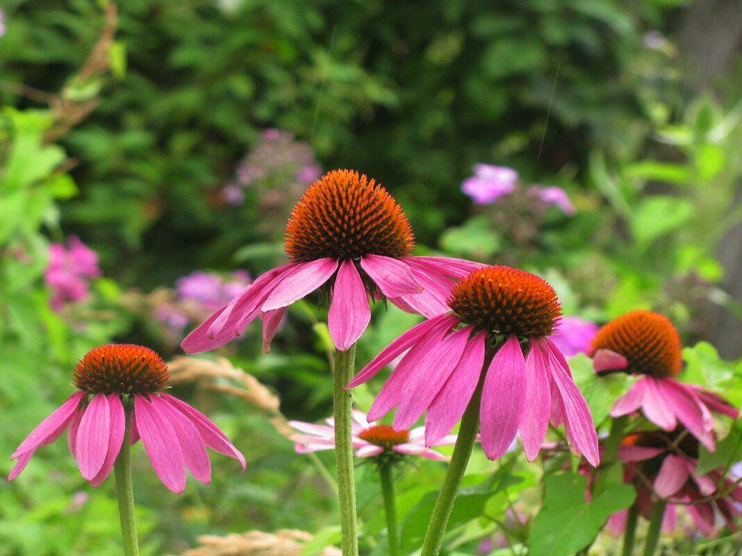 Эхинацея цветёт - Людмила Смородинская