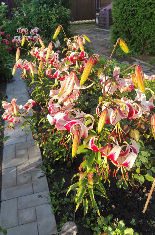 Лилии цветут - Татьяна Лютаева