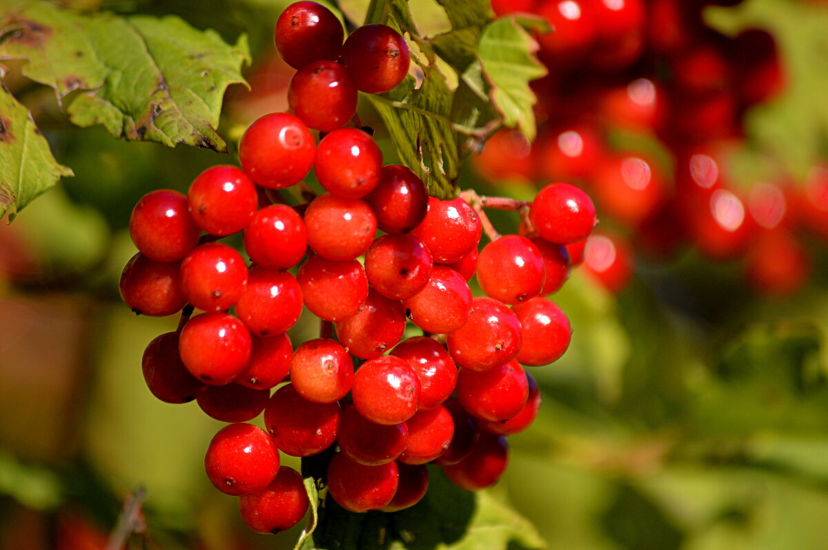 Наливается соком калина - Татьяна Лютаева