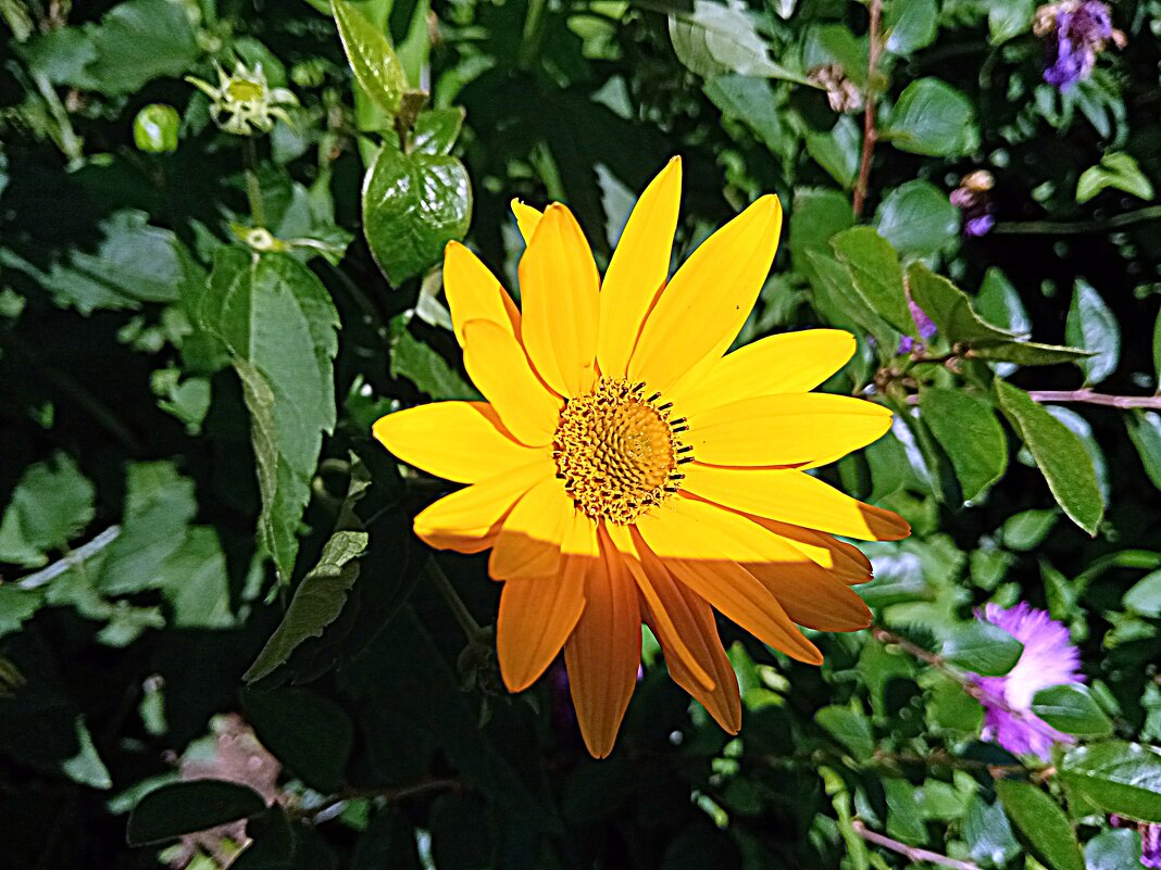 Цветы. - Владимир Драгунский Цветы. - Владимир Драгунский