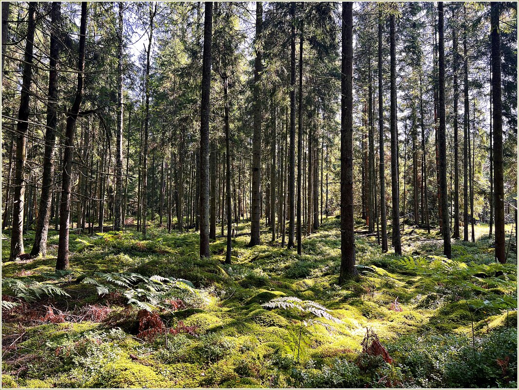 Августовский лес. - Валерия Комова