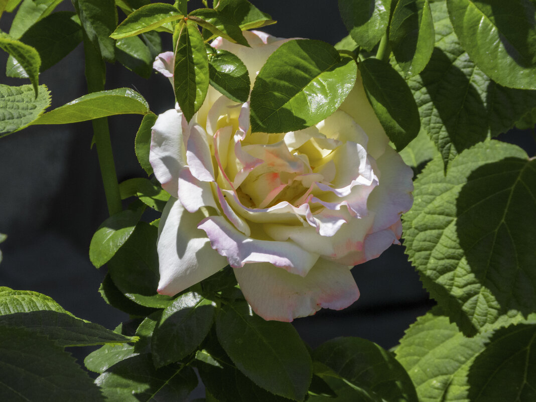 Глория Дей - Валентин Семчишин