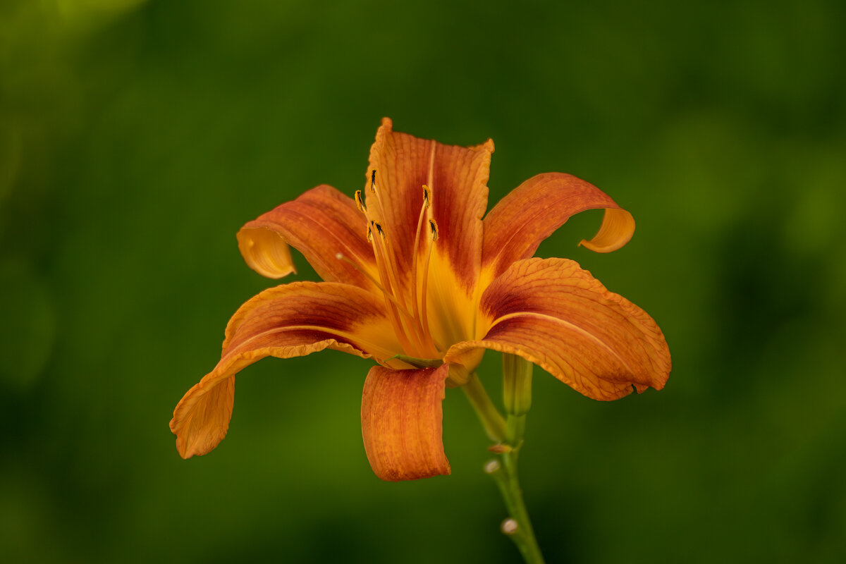 Лилейник - Игорь Сикорский