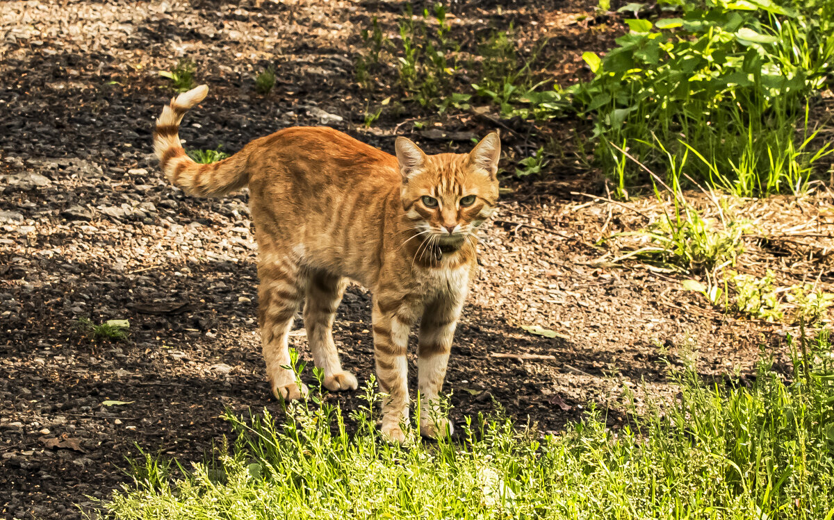 Случайная встреча. - Петр Беляков