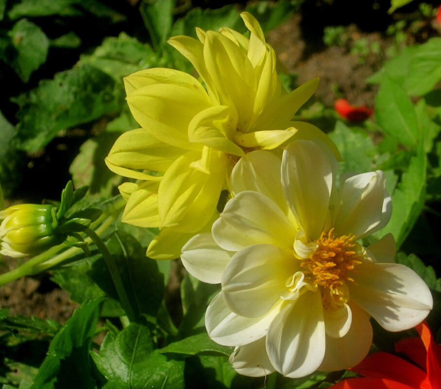 Георгины - Елена Семигина Георгины - Елена Семигина