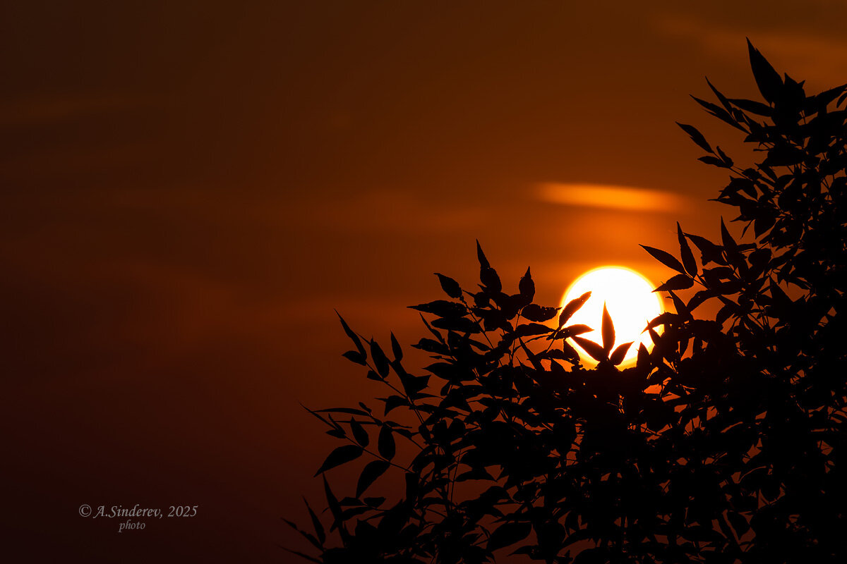 Восход солнца в листве - Александр Синдерёв