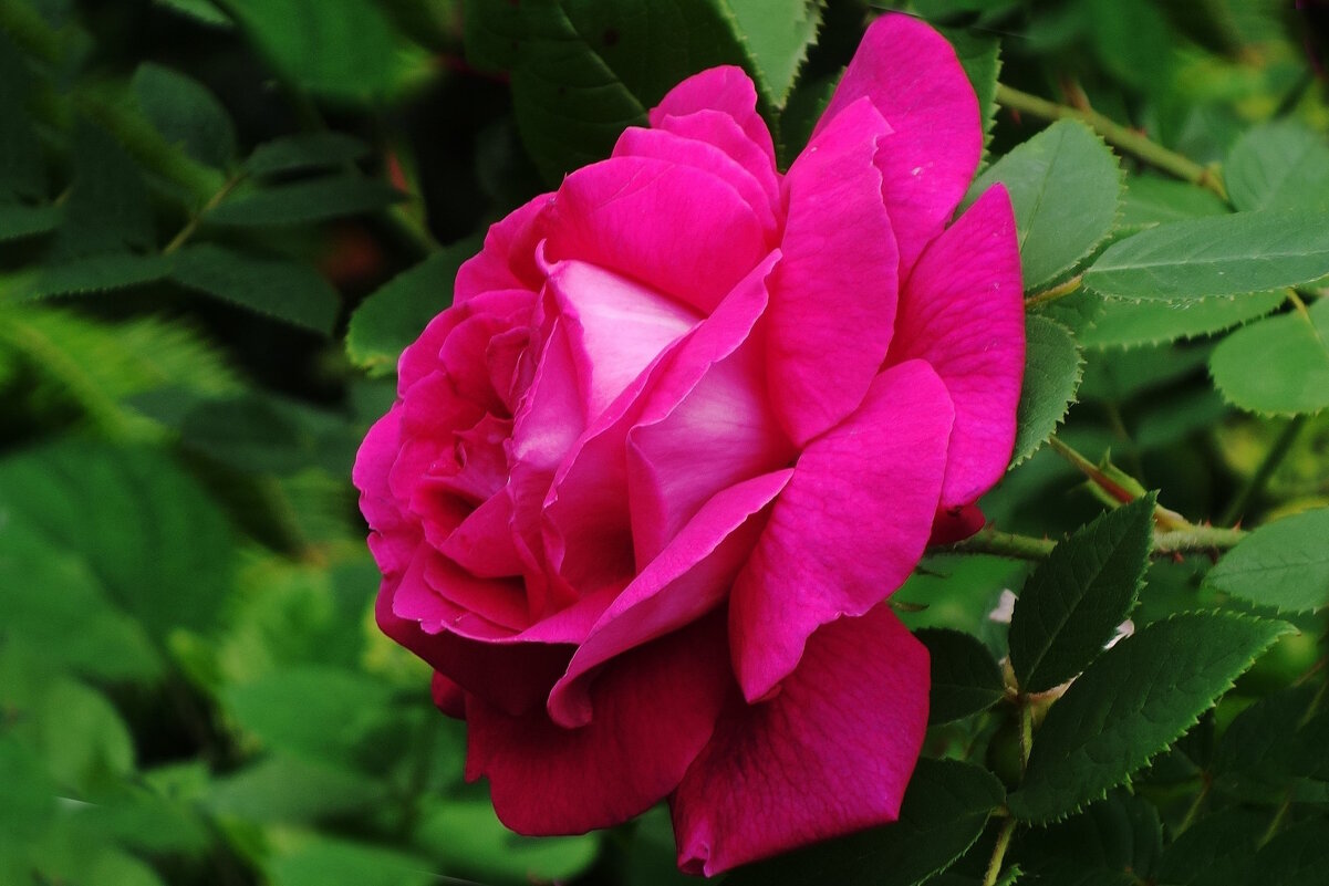 Роза - Рита Симонова