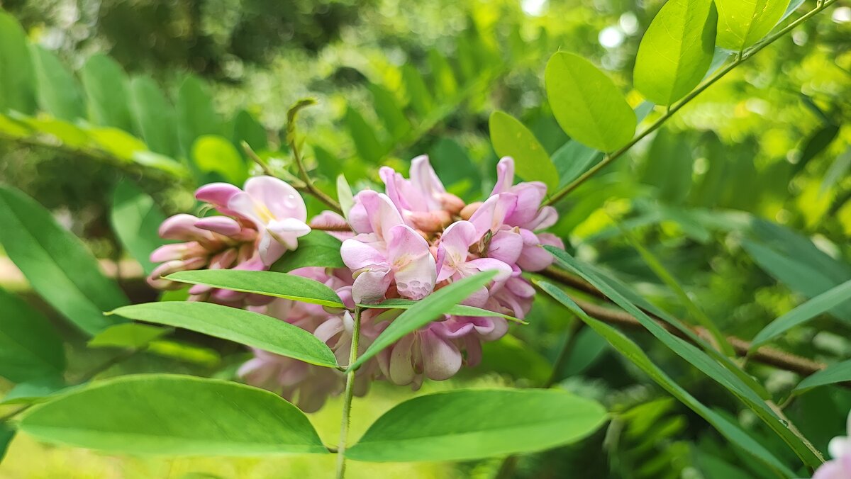 ,,, - Сергей Тимоновский