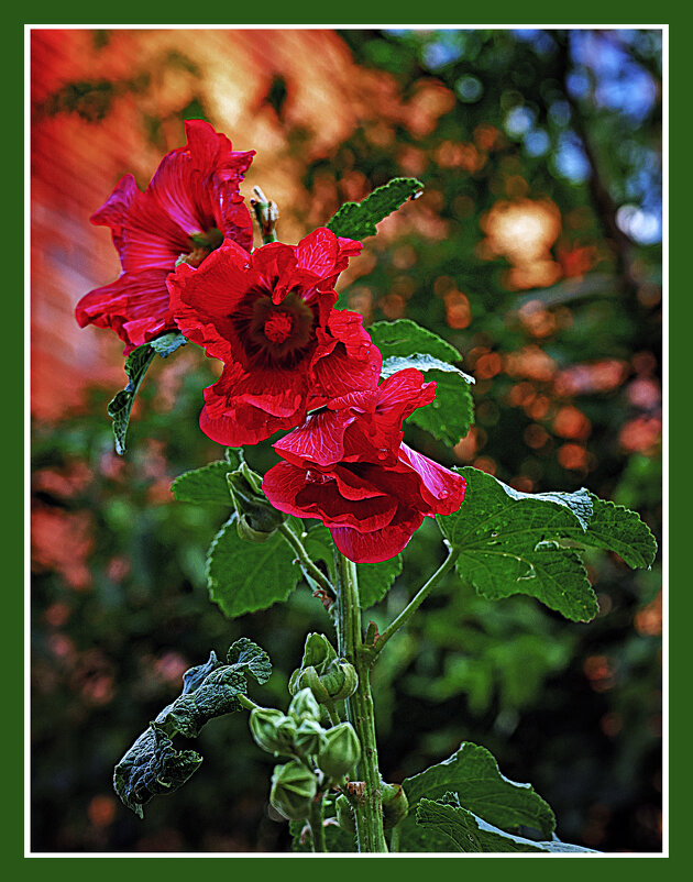 Зарисовка с мальвой - Владимир Кроливец