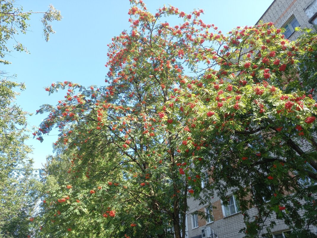 Рябина - BoxerMak Mak