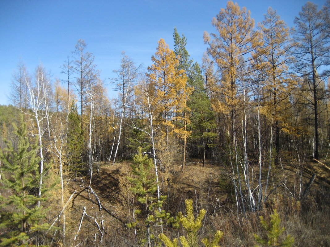 Осенний лес - Anna Ivanova