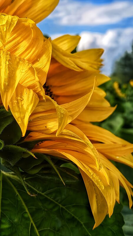 Подсолнух - Оксана Н.