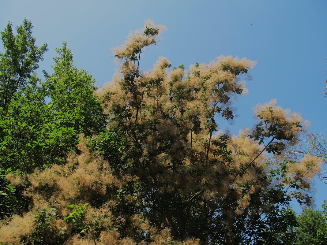 цветёт скумпия - Елена Шаламова