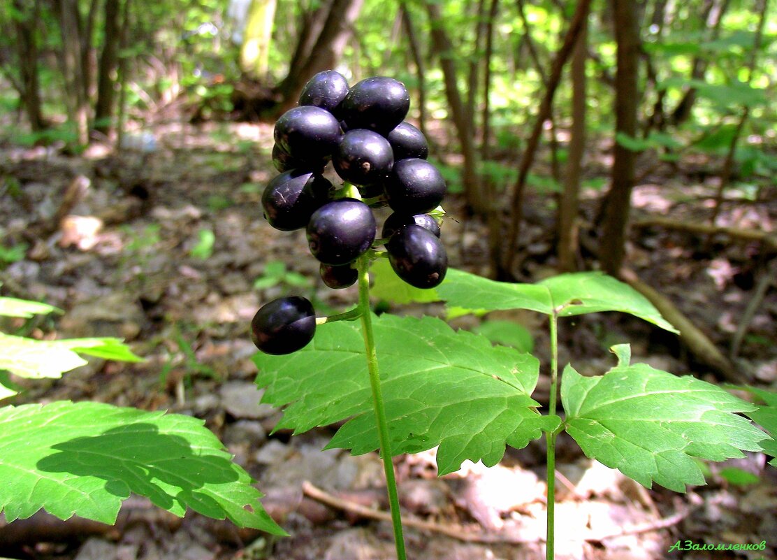 Воронец чёрный или медвежья трава, ядовит - Андрей Заломленков