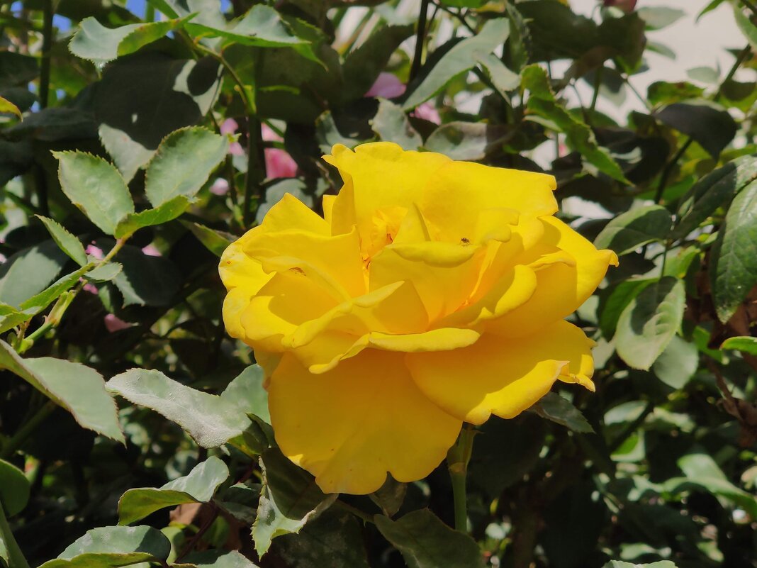 " - Светлана Хращевская