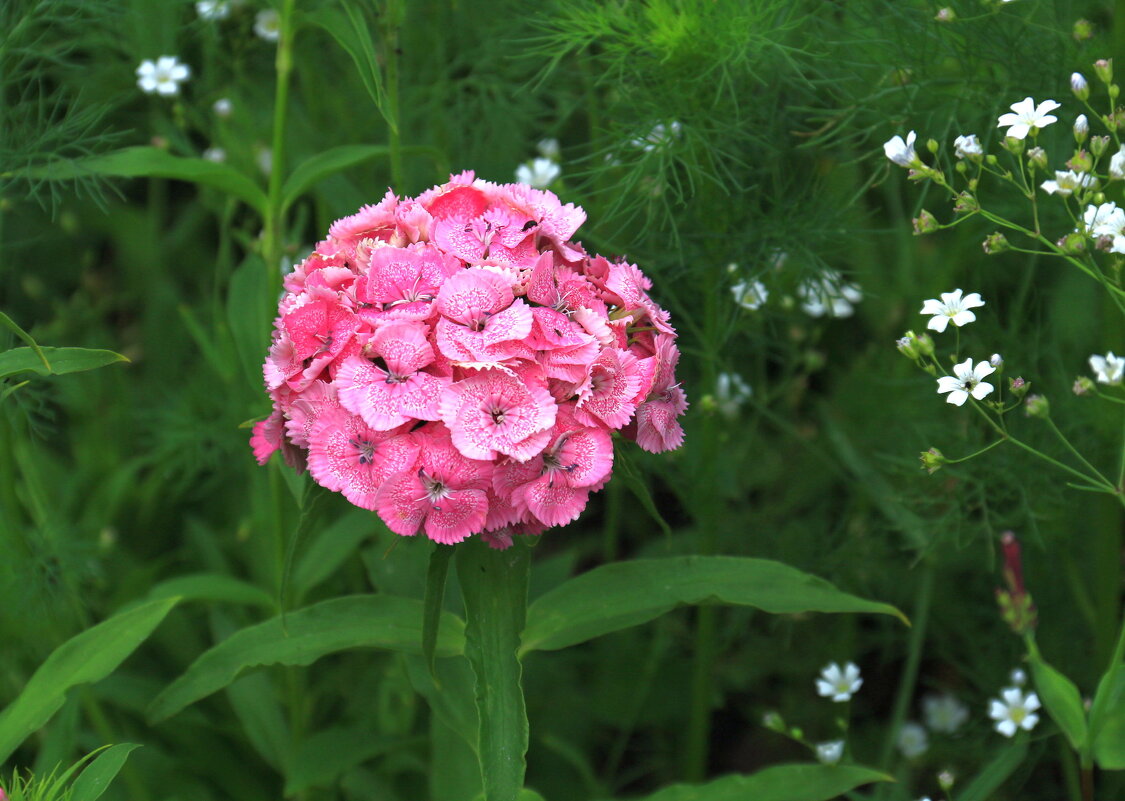 Китайская роза - Мишель71 