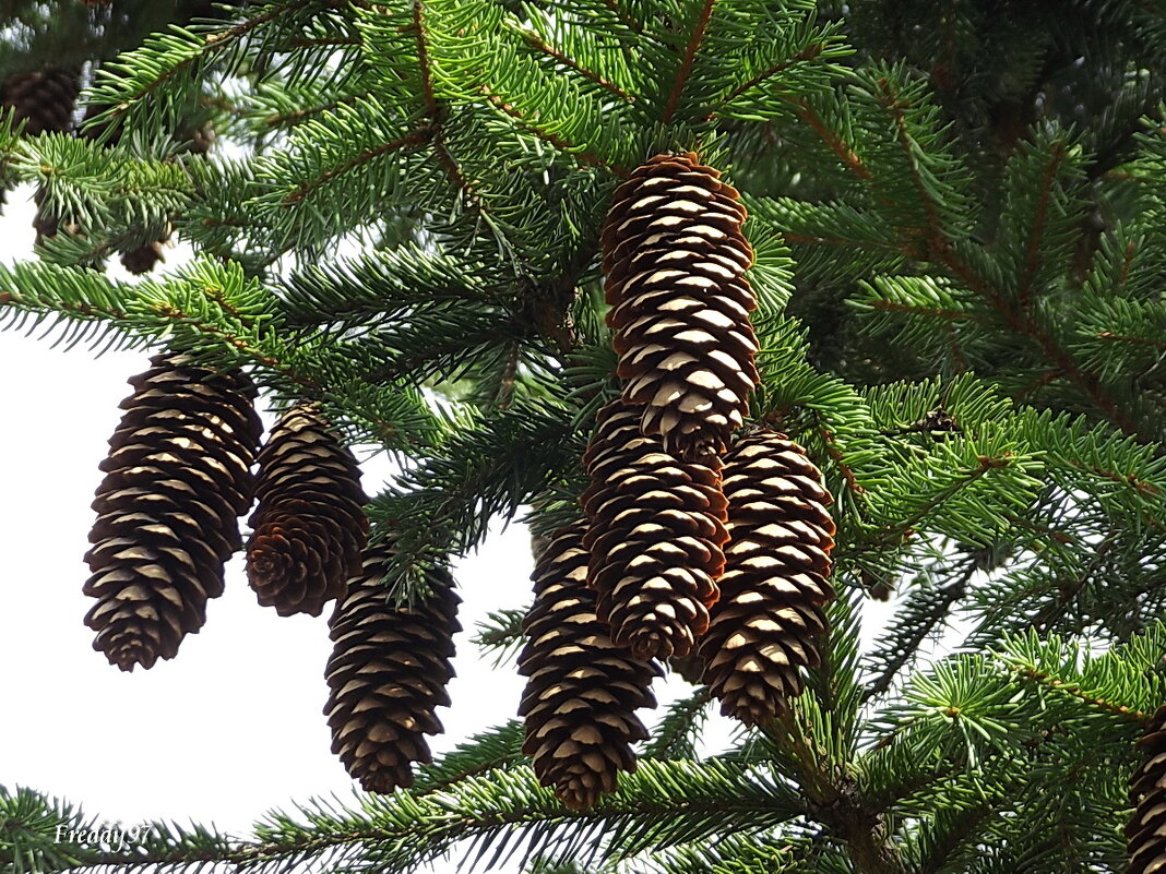 Шишки - Freddy 97