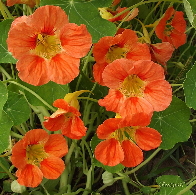 В саду настурции алели, умывшись утренней росой. И мы от счастия хмелели, вдыхая аромат густой. - Freddy 97