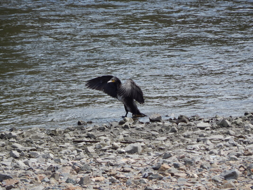 Баклан - Екатерина Панова