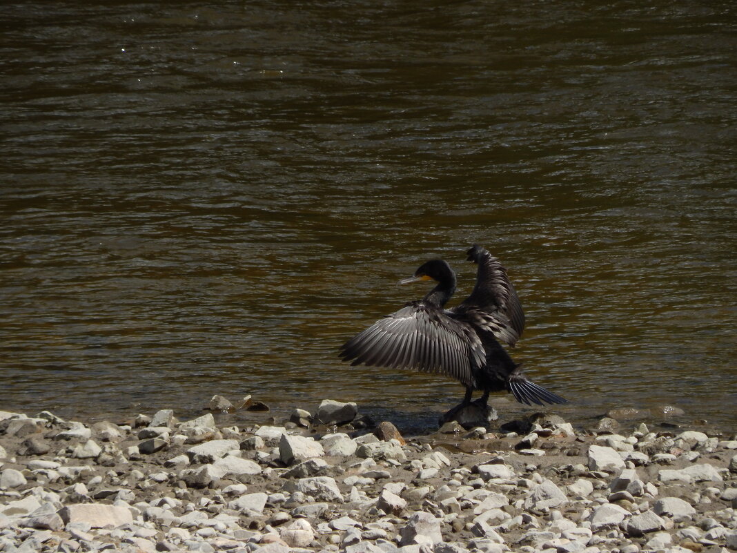Баклан - Екатерина Панова