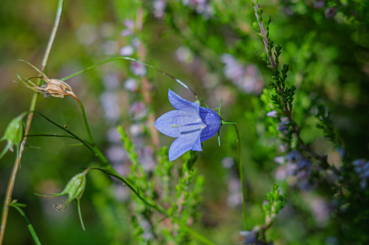 Лесные прогулки - Александр Филатов