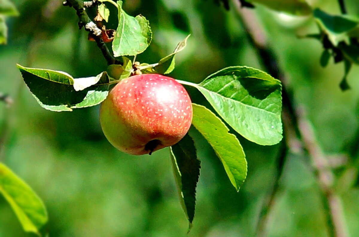 из серии " Когда я был в станице..." - Николай Саржанов из серии " Когда я был в станице..." - Николай Саржанов