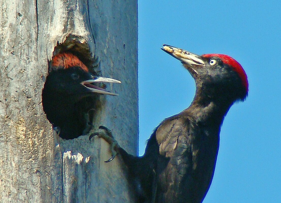 гнездо черного дятла - gawrilа - dan
