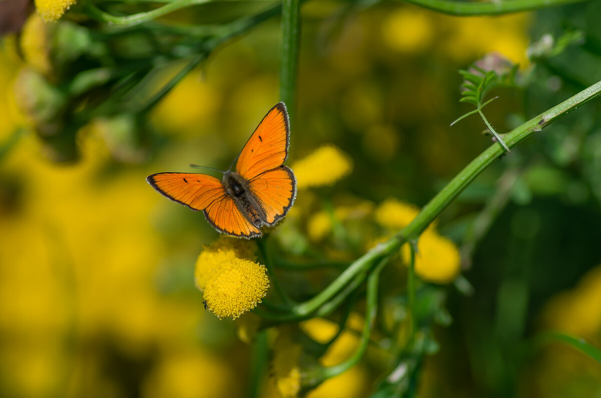 Червонец огненный. - Sergey (Apg)