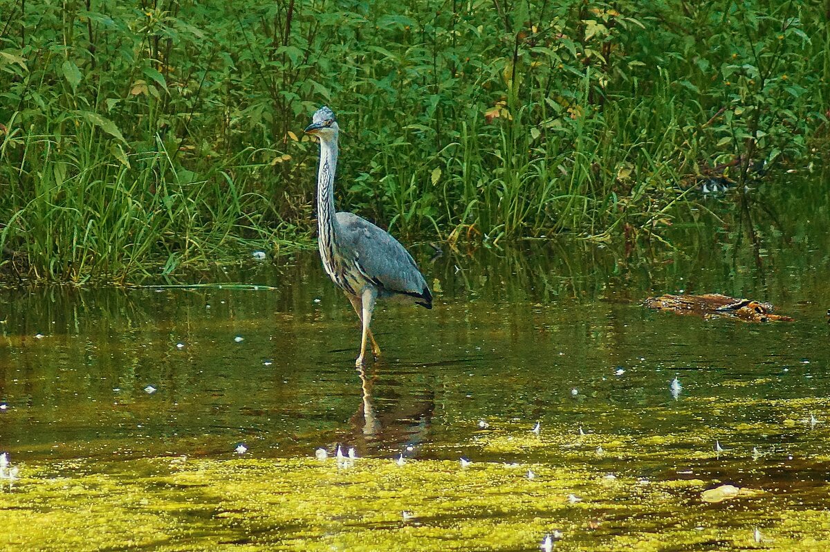 Цапля Пруд "Баранка" - Леонид leo Цапля Пруд "Баранка" - Леонид leo