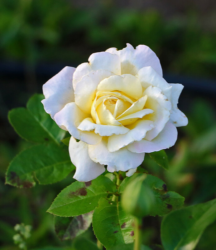 Августовская - Светлана Августовская - Светлана