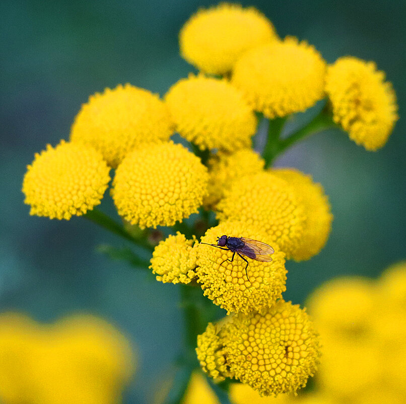 Мушка отдыхает на пижме - Светлана Мушка отдыхает на пижме - Светлана