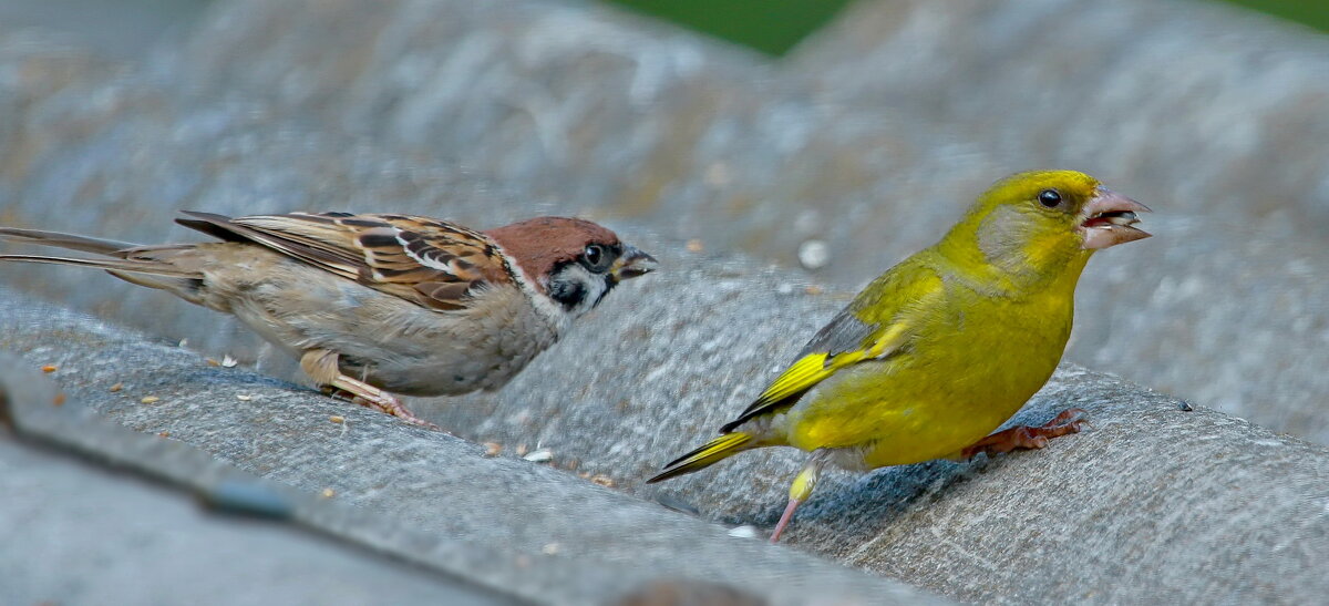 догонялки ... - Andrey Bragin 