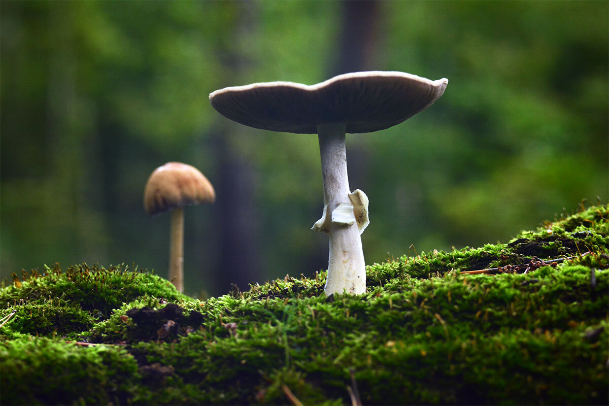 Король - Геннадий Супрун