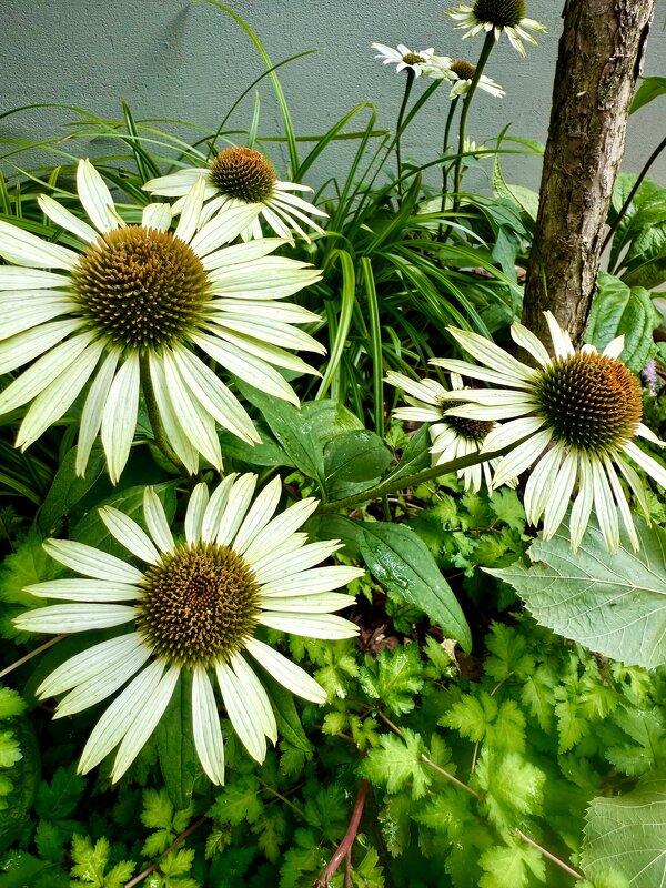 Краски лета 2025 - Iren Brilliance