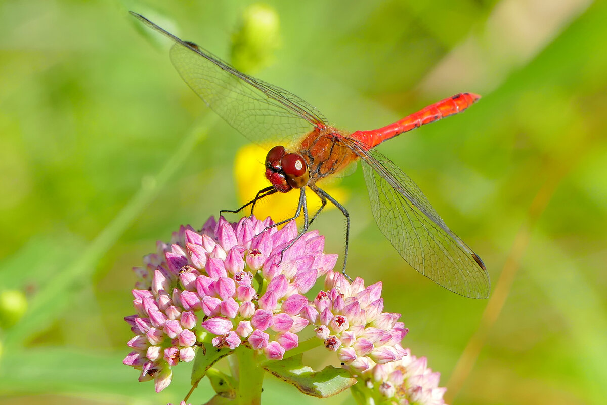из снятого сегодня 1 - Александр Прокудин