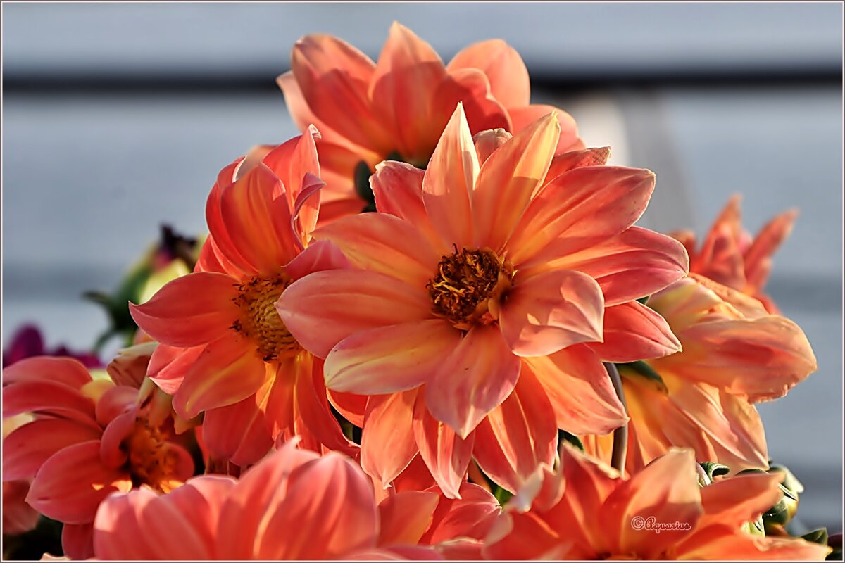 Август, вечер, георгины... - Aquarius - Сергей