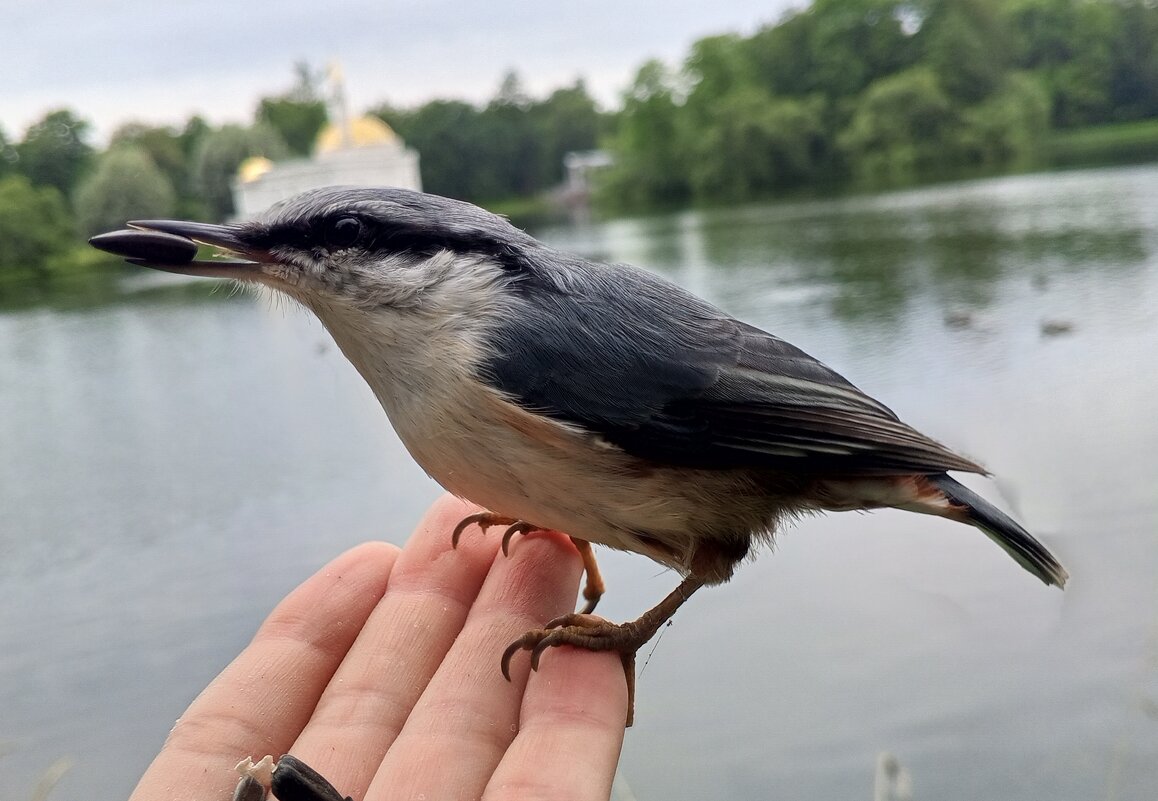 Поползень - Сапсан 