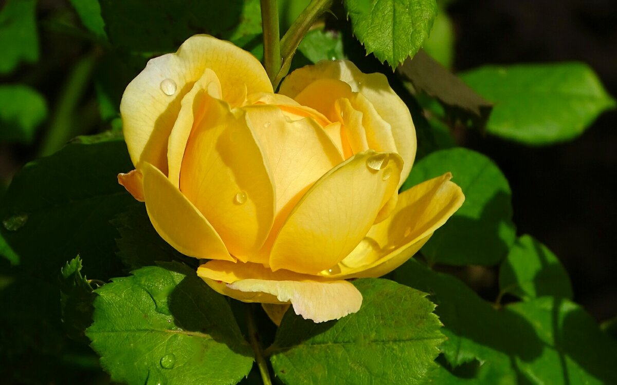 О красоте цветов. - Милешкин Владимир Алексеевич 