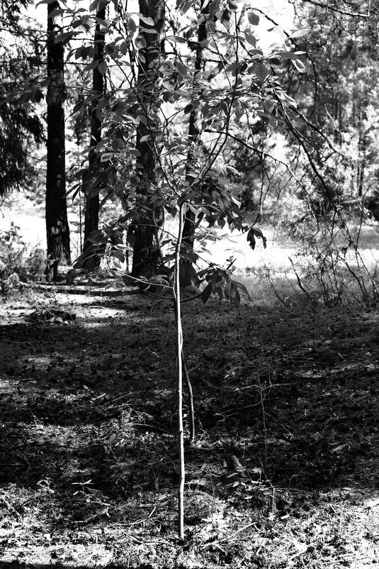 Назва. отсу. - Денис Безногов