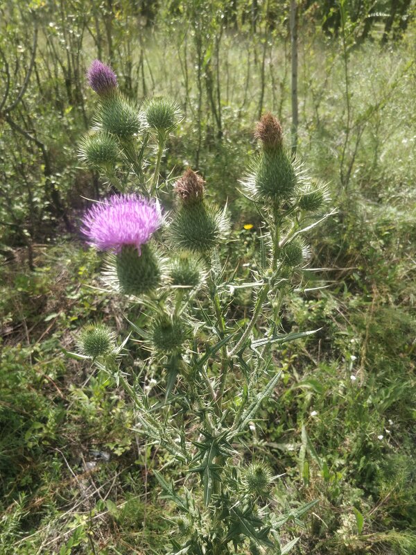 Красавец - Андрей Хлопонин Красавец - Андрей Хлопонин