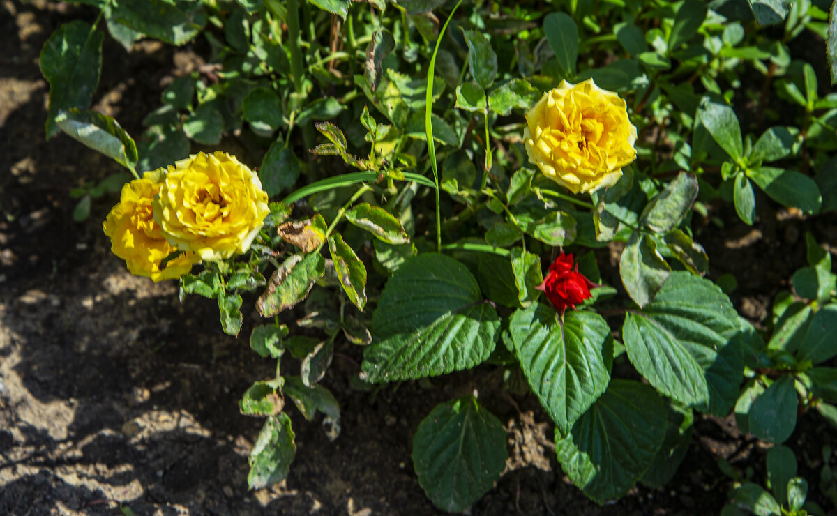 Розы - Анатолий Чикчирный Розы - Анатолий Чикчирный