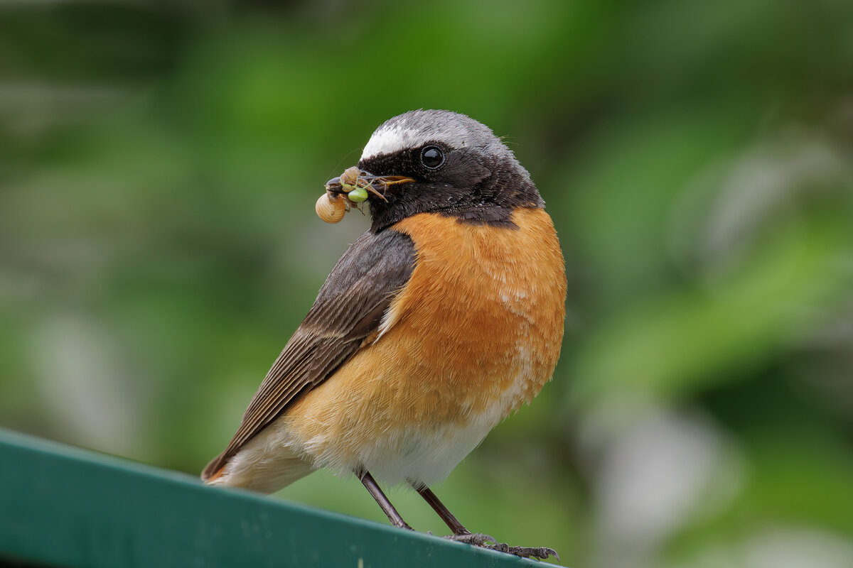 Горихвостка обыкновенная - Sergey38 