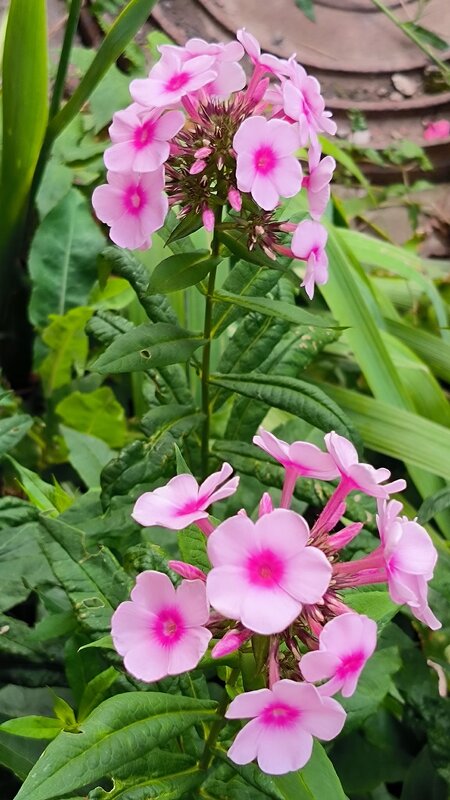 Флоксы. - Ольга 