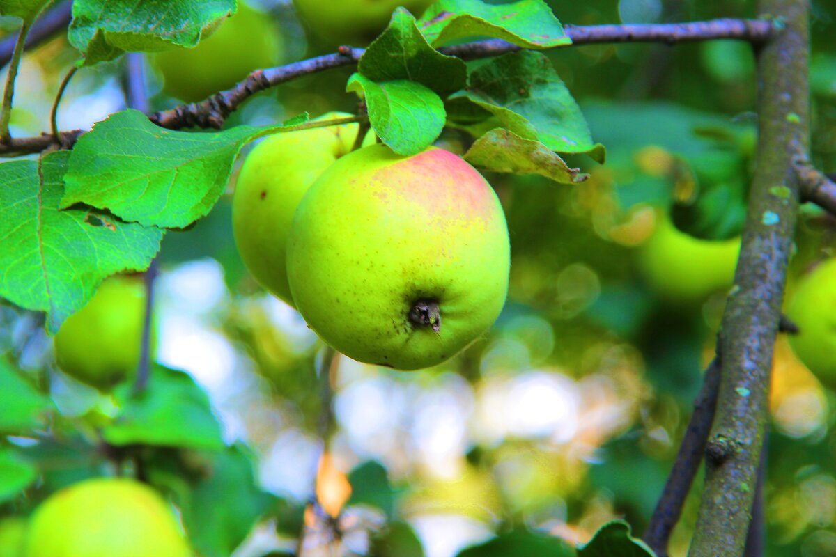 яблочки - Владимир иванов