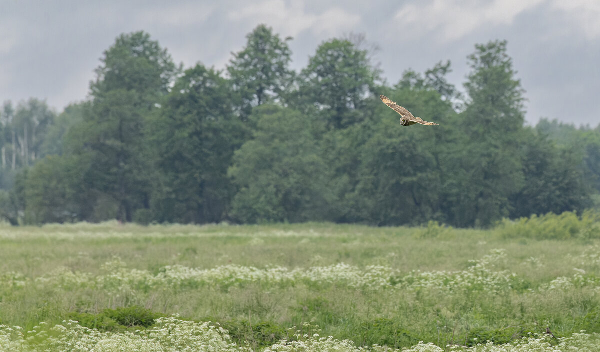 сова болотная. - юрий макаров
