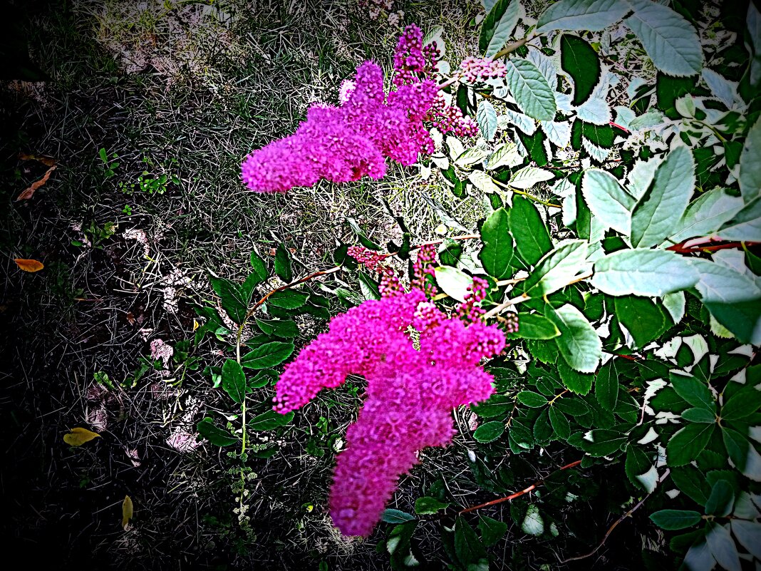 Цветы. - Владимир Драгунский