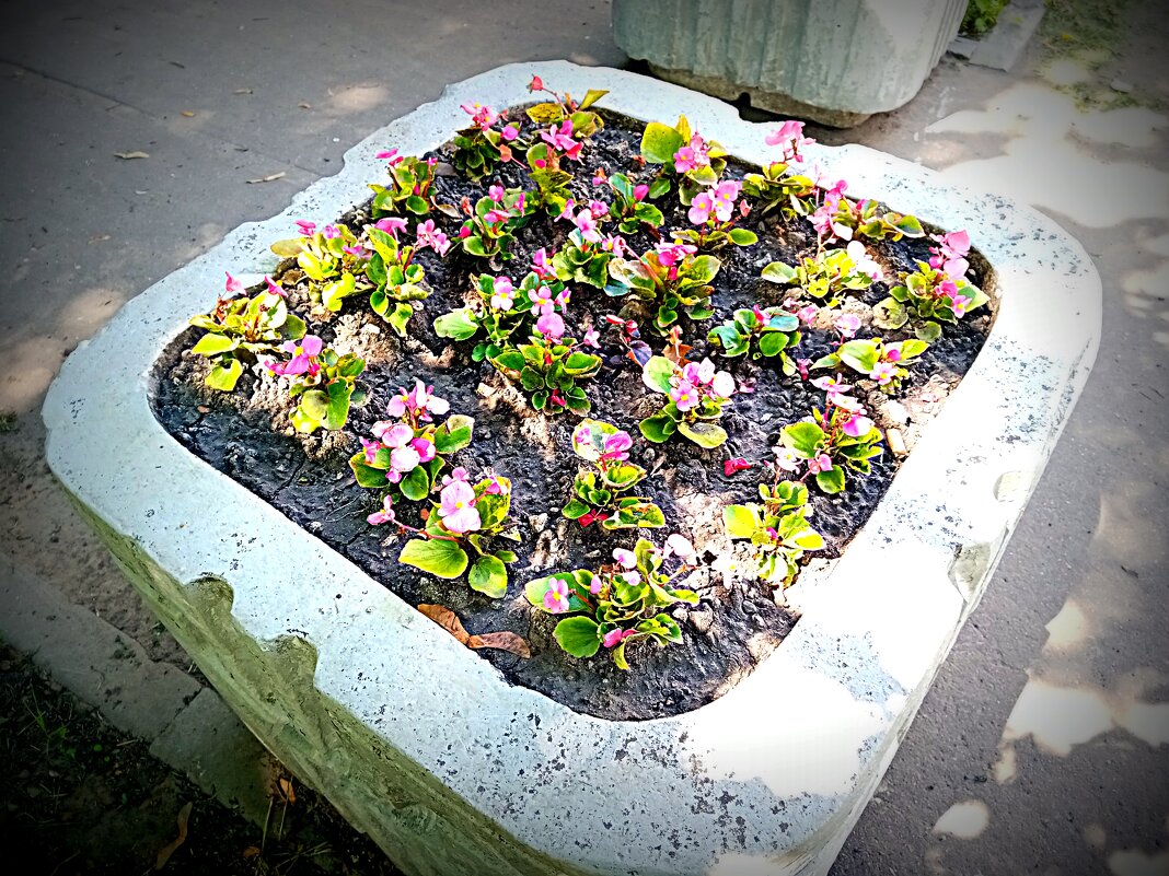 Цветы. - Владимир Драгунский