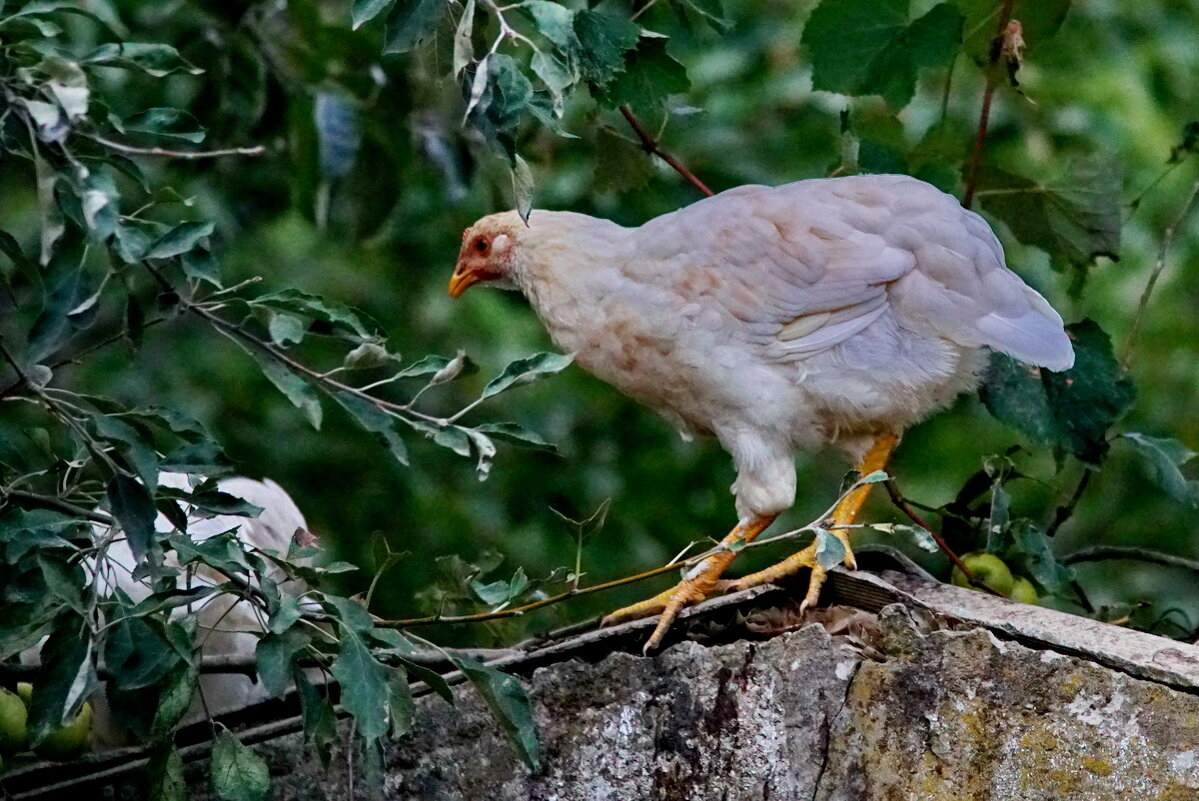 На птичьем дворе... - Николай Саржанов