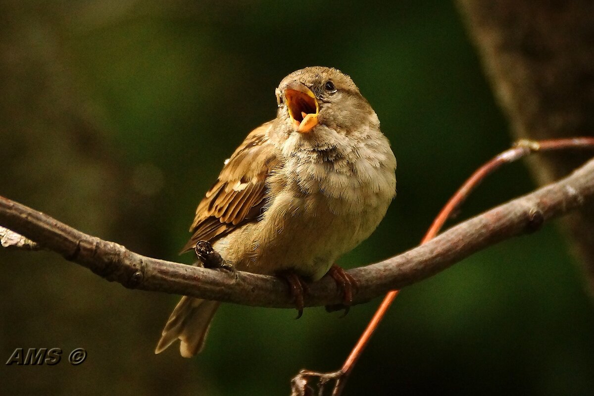 Девчонка - kolyeretka Девчонка - kolyeretka
