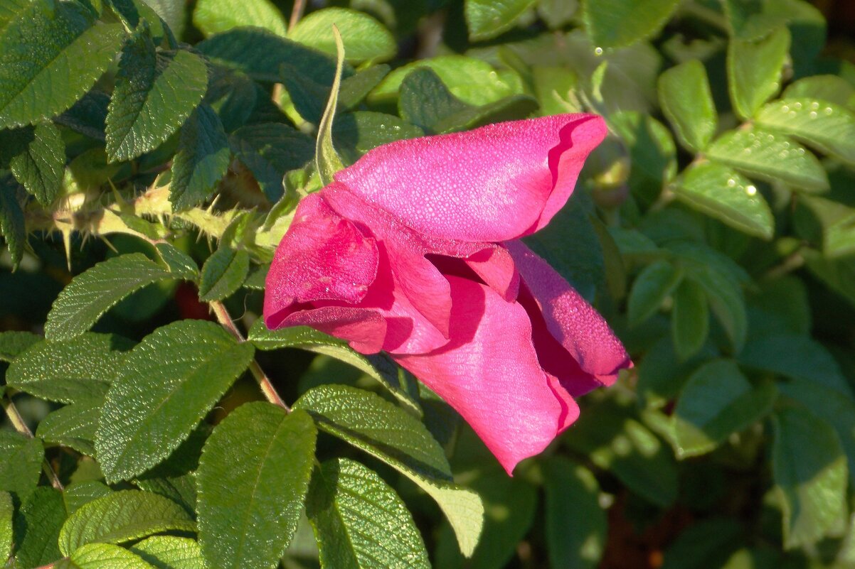 Первые заморозки - Фотогруппа Весна Первые заморозки - Фотогруппа Весна